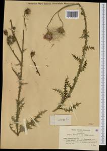 Carduus defloratus subsp. rhaeticus (DC.) Murr, Западная Европа (EUR) (Италия)