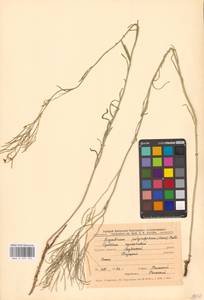 Гулявник изменчивый (Murray) Roth, Восточная Европа, Центральный лесостепной район (E6) (Россия)