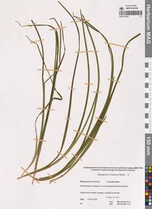 Ежеголовник всплывающий, Ежеголовник всплывший Rehmann, Сибирь, Чукотка и Камчатка (S7) (Россия)