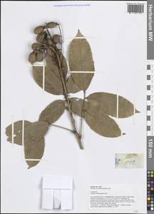 Connarus semidecandrus Jack, Зарубежная Азия (ASIA) (Лаос)