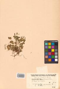 Кислица торчащая L., Сибирь, Дальний Восток (S6) (Россия)