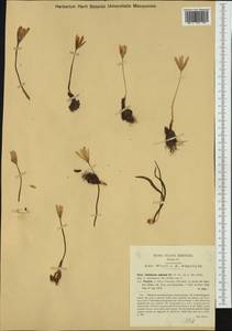 Colchicum alpinum DC., Западная Европа (EUR) (Италия)