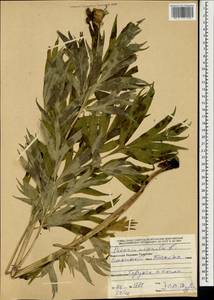 Пион уклоняющийся, Марьин корень L., Монголия (MONG) (Монголия)