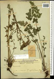 Жабрица порезниковая (L.) W. D. J. Koch, Кавказ, Азербайджан (K6) (Азербайджан)