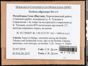 Neckera oligocarpa Bruch, Гербарий мохообразных, Мхи - Якутия (B19) (Россия)