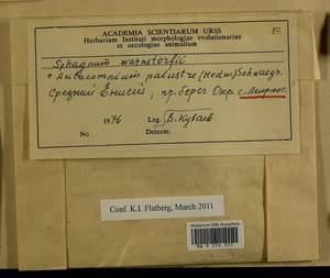 Aulacomnium palustre (Hedw.) Schwägr., Гербарий мохообразных, Мхи - Красноярский край, Тыва и Хакасия (B17) (Россия)