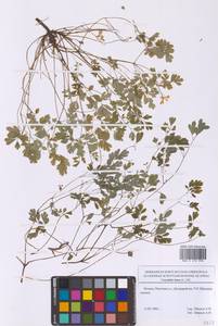 Ложнодымянка желтая (L.) Borkh., Восточная Европа, Московская область и Москва (E4a) (Россия)