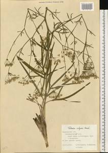 Резак обыкновенный Bernh., Восточная Европа, Центральный лесостепной район (E6) (Россия)