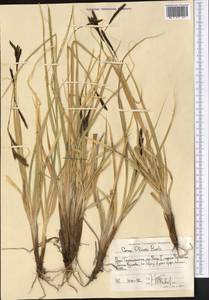 Carex nivalis Boott, Средняя Азия и Казахстан, Памир и Памиро-Алай (M2) (Таджикистан)