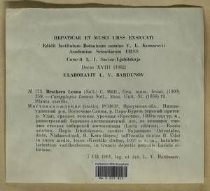 Brothera leana (Sull.) Müll. Hal., Гербарий мохообразных, Мхи - Прибайкалье и Забайкалье (B18) (Россия)