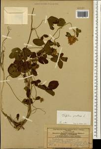 Клевер луговой L., Кавказ, Азербайджан (K6) (Азербайджан)