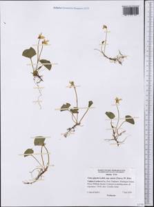 Viola epipsila subsp. repens (Turcz.) W. Becker, Америка (AMER) (США)
