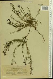 Cynanchica graveolens (M.Bieb. ex Schult. & Schult.f.) P.Caputo & Del Guacchio, Восточная Европа, Северо-Украинский район (E11) (Украина)