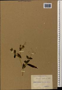 Lathyrus oleraceus Lam., Кавказ, Грузия (K4) (Грузия)