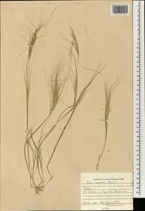 Stipellula capensis (Thunb.) Röser & Hamasha, Зарубежная Азия (ASIA) (Ирак)