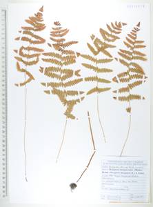 Телиптерис болотный Schott, Сибирь, Дальний Восток (S6) (Россия)