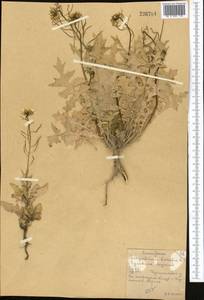 Гулявник Лезеля L., Средняя Азия и Казахстан, Северный и Центральный Казахстан (M10) (Казахстан)