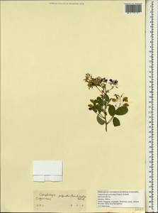 Campylotropis polyantha (Franch.)Schindl., Зарубежная Азия (ASIA) (КНР)