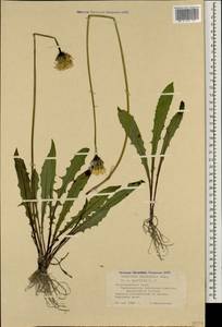 Leontodon hispidus subsp. danubialis (Jacq.) Simonk., Кавказ, Черноморское побережье (от Новороссийска до Адлера) (K3) (Россия)