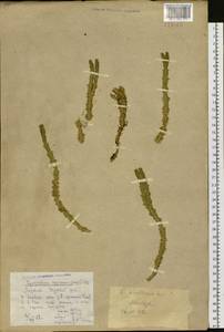 Spinulum annotinum subsp. annotinum, Сибирь, Якутия (S5) (Россия)