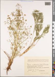 Триния многостебельная (Poir.) Schischk., Восточная Европа, Нижневолжский район (E9) (Россия)