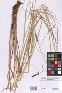 Осока двурядная Huds., Восточная Европа, Московская область и Москва (E4a) (Россия)