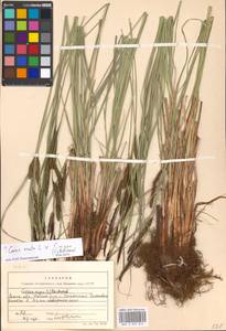 Осока [гибрид], Восточная Европа, Московская область и Москва (E4a) (Россия)