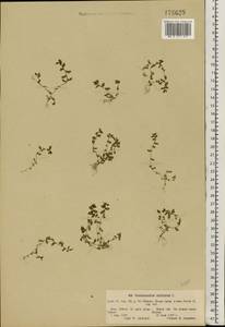 Lysimachia minima (L.) U. Manns & Anderb., Восточная Европа, Северо-Западный район (E2) (Россия)