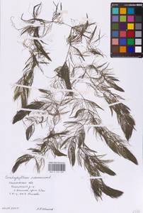 Роголистник светло-зеленый L., Восточная Европа, Западный район (E3) (Россия)