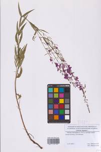 Дербенник лозный L., Восточная Европа, Московская область и Москва (E4a) (Россия)