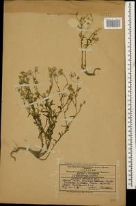 Крестовник весенний Waldst. & Kit., Кавказ, Азербайджан (K6) (Азербайджан)