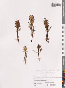 Мытник Эдера Vahl, Сибирь, Чукотка и Камчатка (S7) (Россия)