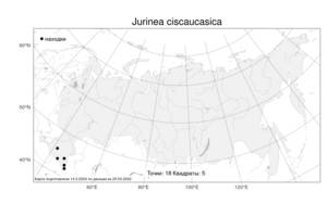 Jurinea ciscaucasica, Наголоватка предкавказская (Sosn.) Iljin, Атлас флоры России (FLORUS) (Россия)