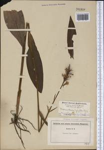 Platanthera psycodes (L.) Lindl., Америка (AMER) (США)