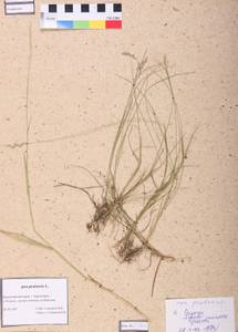 Мятлик болотный L., Сибирь, Центральная Сибирь (S3) (Россия)