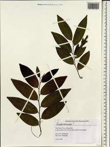 Euphorbiaceae, Зарубежная Азия (ASIA) (Вьетнам)