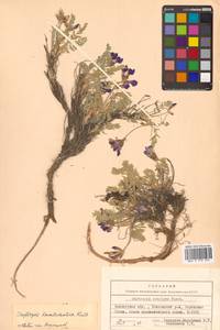 Остролодочник камчатский Hultén, Сибирь, Чукотка и Камчатка (S7) (Россия)