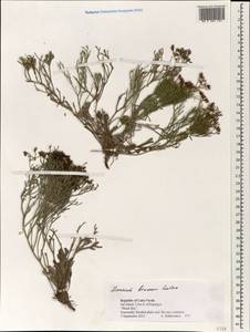 Limonium brunneri (Webb ex Boiss.) Kuntze, Африка (AFR) (Кабо-Верде)