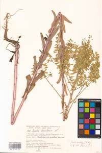 Вайда красильная L., Восточная Европа, Московская область и Москва (E4a) (Россия)