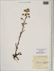 Мелколепестник едкий L., Кавказ, Ставропольский край, Карачаево-Черкесия, Кабардино-Балкария (K1b) (Россия)