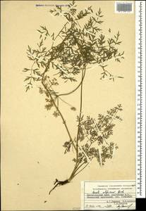Lomatocarum alpinum (M. Bieb.) Fisch. & C. A. Mey., Кавказ, Краснодарский край и Адыгея (K1a) (Россия)