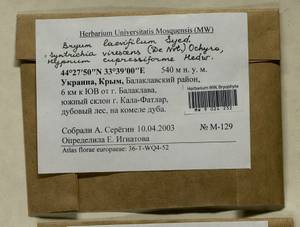 Hypnum cupressiforme Hedw., Гербарий мохообразных, Мхи - Крым (B3a) (Россия)