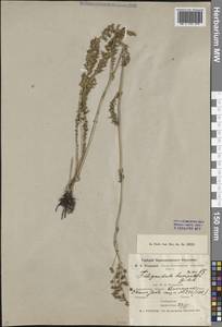 Таволга обыкновенная Moench, Средняя Азия и Казахстан, Северный и Центральный Казахстан (M10) (Казахстан)