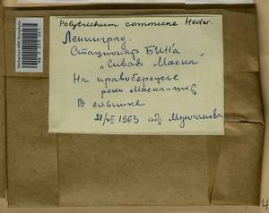 Polytrichum commune Hedw., Гербарий мохообразных, Мхи - Карелия, Ленинградская и Мурманская области (B4) (Россия)