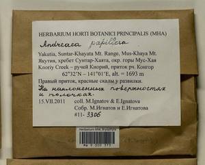 Andreaea rupestris var. papillosa (Lindb.) Podp., Гербарий мохообразных, Мхи - Якутия (B19) (Россия)