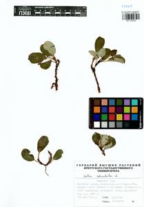 Ива сетчатая L., Сибирь, Прибайкалье и Забайкалье (S4) (Россия)