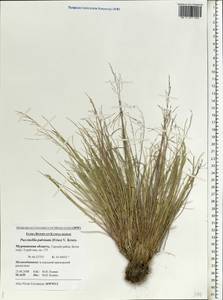 Puccinellia capillaris subsp. pulvinata (Fr.) Tzvelev, Восточная Европа, Северный район (E1) (Россия)