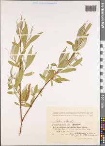 Ива белая, Ветла L., Восточная Европа, Нижневолжский район (E9) (Россия)