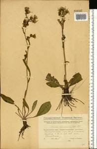 Jacobaea racemosa subsp. kirghisica (DC.) Galasso & Bartolucci, Восточная Европа, Восточный район (E10) (Россия)