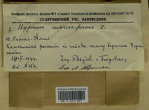 Hypnum cupressiforme Hedw., Гербарий мохообразных, Мхи - Дальний Восток (без Чукотки и Камчатки) (B20) (Россия)